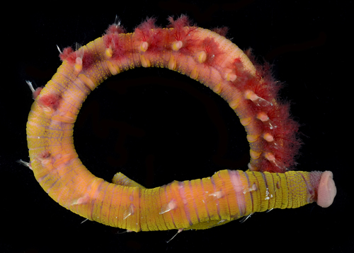 Representative image of Abarenicola claparedi