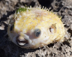 Chilomycterus antillarum