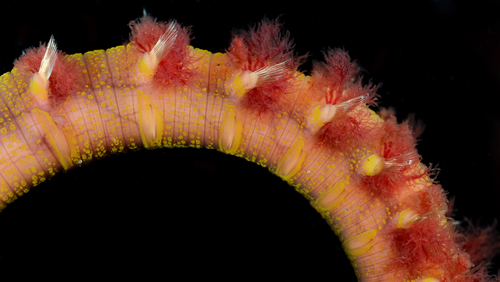 Arenicola mediterranea