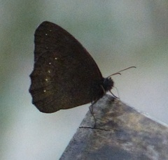 Pseudodebis euptychidia