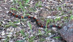 Micrurus altirostris