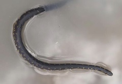 Atractus crassicaudatus