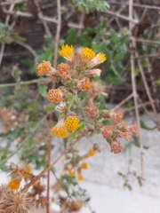 Bebbia atriplicifolia