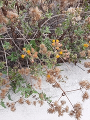 Bebbia atriplicifolia