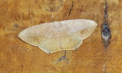 Prochoerodes flexilinea