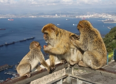 Barbary Macaque photo 3