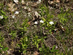 Cerastium arvense strictum
