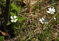 Cerastium arvense strictum