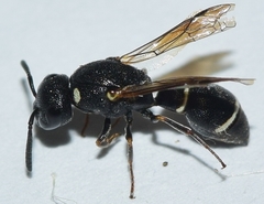 Leptochilus alpestris