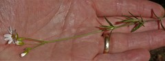 Cerastium arvense strictum