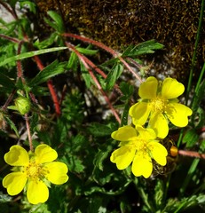 Potentilla heptaphylla