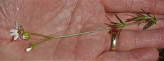 Cerastium arvense strictum