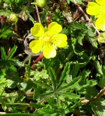 Potentilla heptaphylla