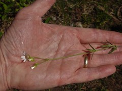 Cerastium arvense strictum