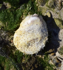 Chilomycterus antillarum