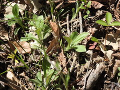 Antennaria parlinii fallax