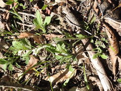 Antennaria parlinii fallax