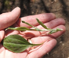Antennaria parlinii fallax