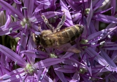 Apis mellifera