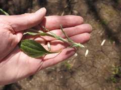 Antennaria parlinii fallax