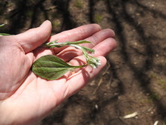 Antennaria parlinii fallax