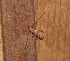 Coccoderus novempunctatus