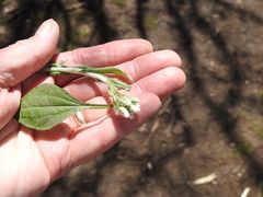 Antennaria parlinii fallax