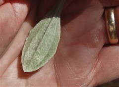 Antennaria parlinii fallax