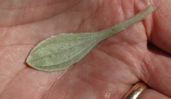 Antennaria parlinii fallax