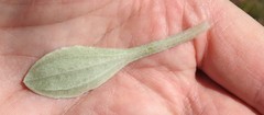 Antennaria parlinii fallax
