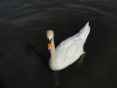 Cygnus olor