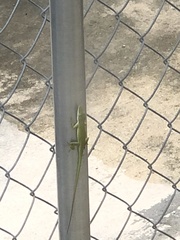 Anolis carolinensis