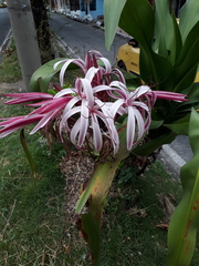 Crinum × amabile
