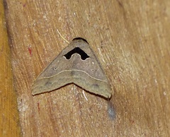 Lephana projiciens