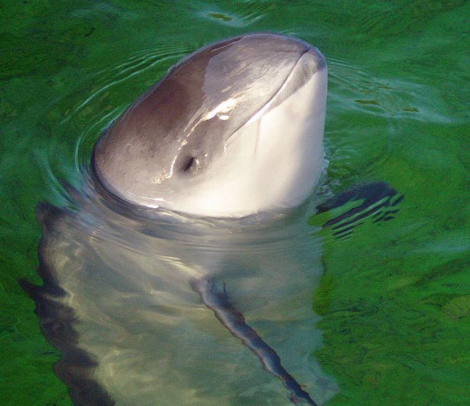 North Atlantic Harbor Porpoise