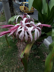 Crinum × amabile