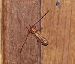 Coccoderus novempunctatus