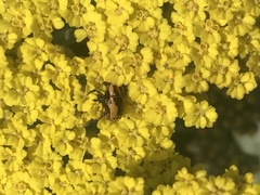 Cryptocephalus castaneus