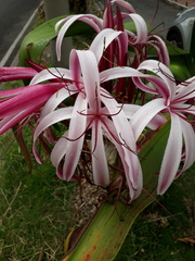 Crinum × amabile