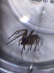 Gnaphosidae