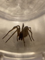 Gnaphosidae
