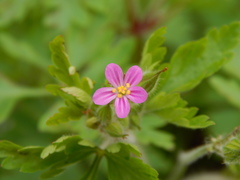 Geranium purpureum