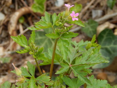 Geranium purpureum