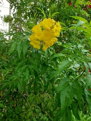 Tecoma stans