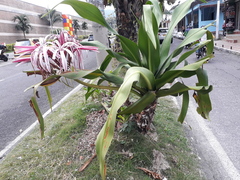 Crinum × amabile