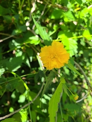Kerria japonica