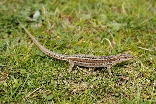 Bocage's Wall Lizard