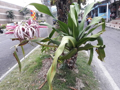 Crinum × amabile
