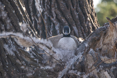Branta canadensis