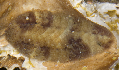 Representative image of Eunoe